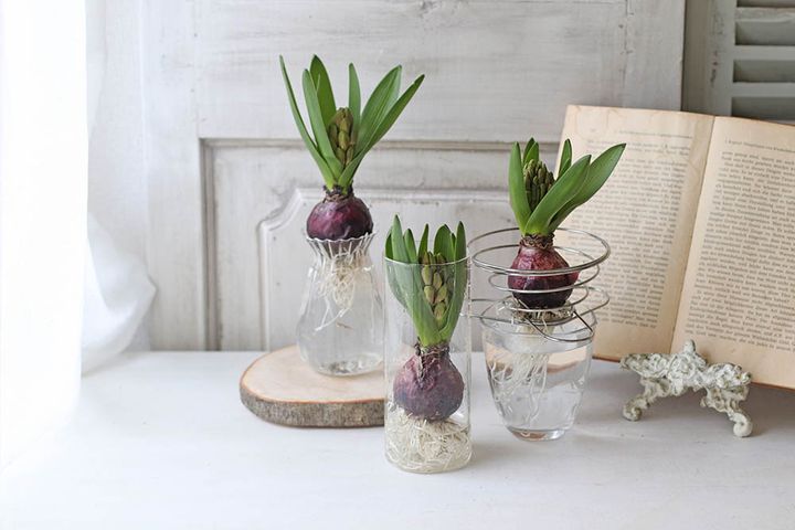 ヒヤシンスの水栽培