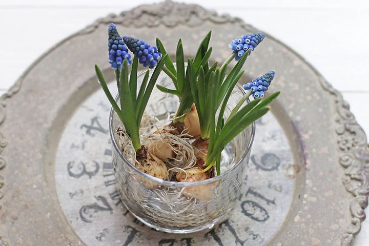 ムスカリの水栽培
