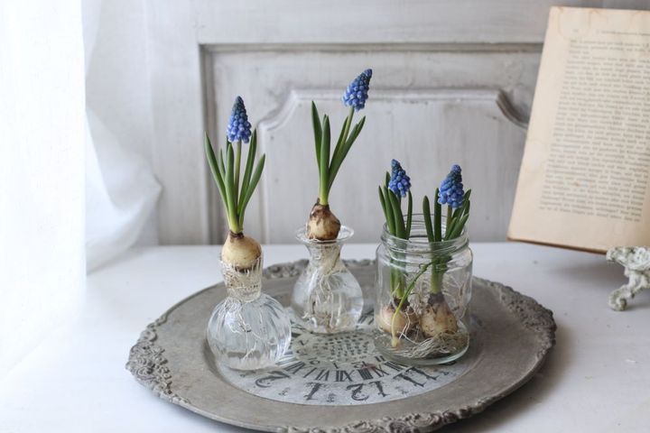 ムスカリの水栽培