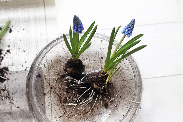 ムスカリの根洗い