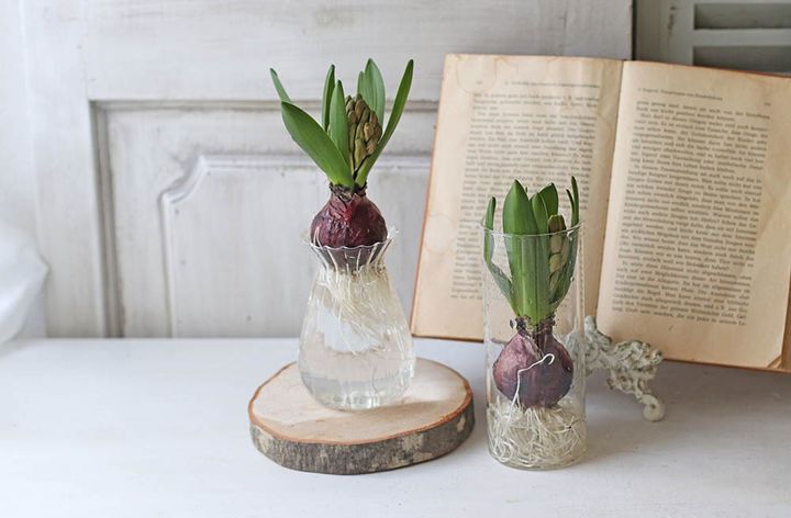 ヒヤシンスの水栽培