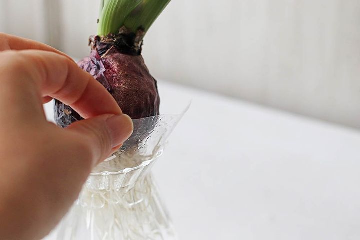 芽出し球根の水栽培