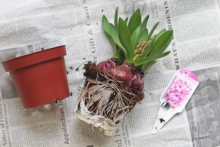 ヒヤシンスの芽出し球根