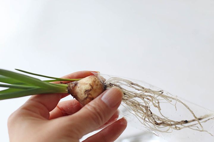 セロファンで根を巻く