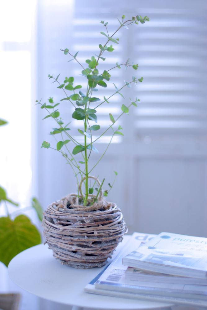 ユーカリのアレンジ