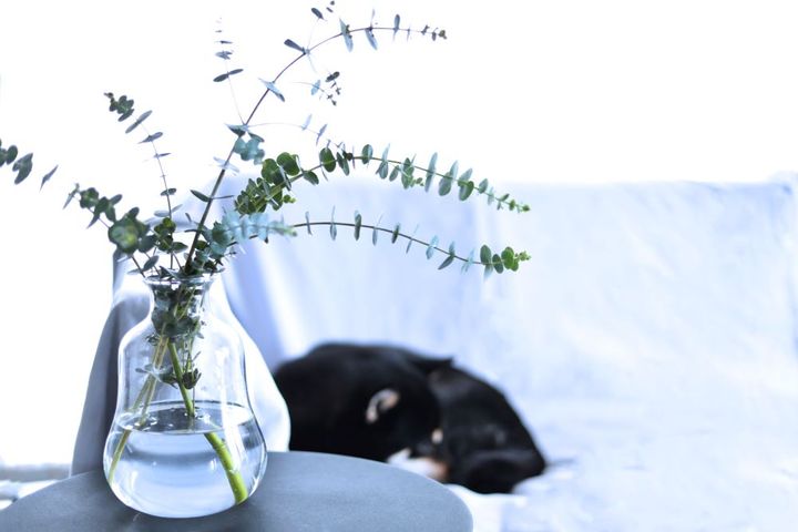 ユーカリのアレンジ