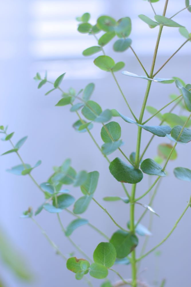 ユーカリのアレンジ