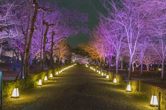 清流園 桜ライトアップ『桜颯(おうそう)』