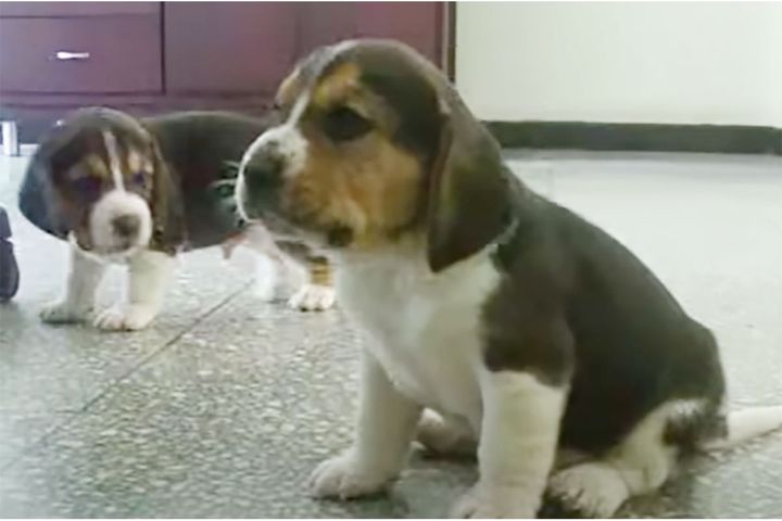 よくある子犬同士のケンカかと思いきや…？