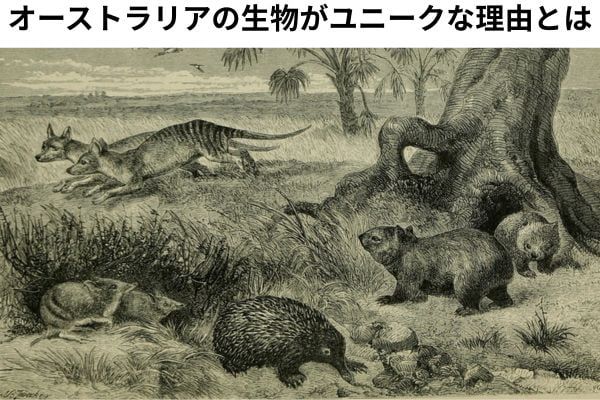 オーストラリアにユニークな生き物が多い理由とは