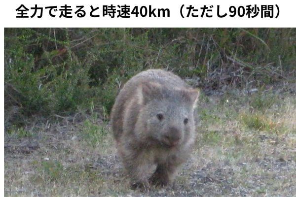 走ると速いウォンバット（ただし超短時間）