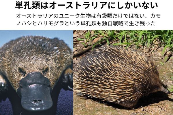 単孔類はオーストラリアだけに生息