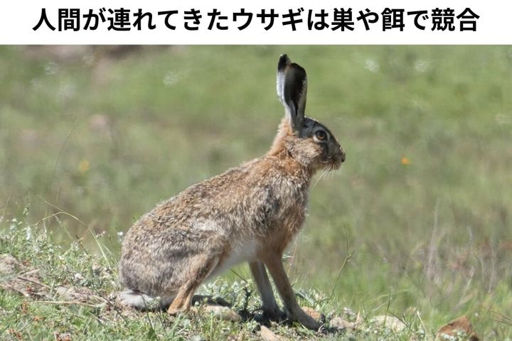 人間が狩猟用に連れてきたウサギも敵になった