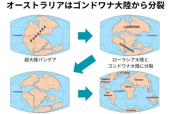 超大陸パンゲアから分裂したゴンドワナ大陸が鍵