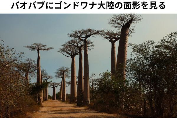 アフリカやマダガスカルのイメージがあるバオバブはオーストラリアにもある
