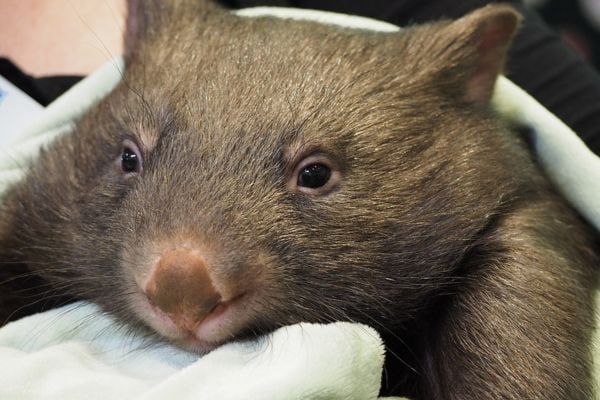 このまま増えていってほしい野生のウォンバット