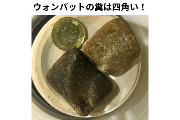 あまりに四角くて笑ってしまう