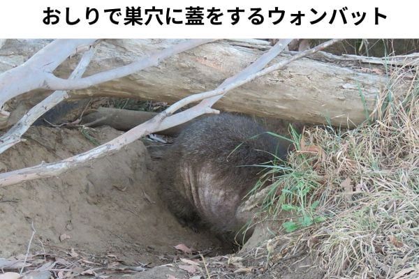 おしりで敵を防ぐウォンバット