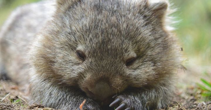 おとなしい癒し系は持つ驚きの凶器とは