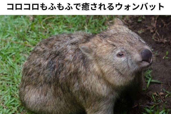 こんな動物がいること自体驚異ではと思えるのどかさ