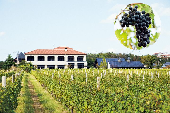 新潟〈カーブドッチ ワイナリーステイ トラヴィーニュ〉外観