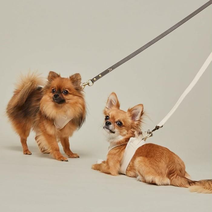 軽量なハーネスを着用しているチワワ