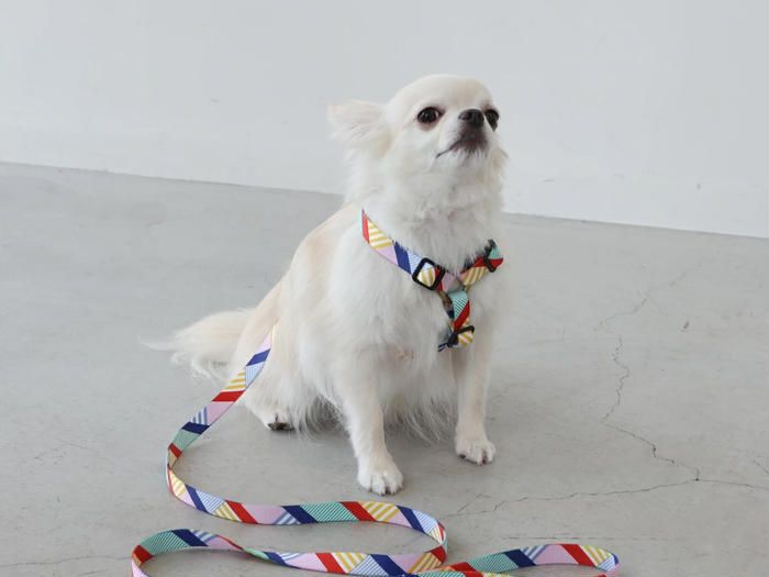 Y型のハーネスを着けたチワワ