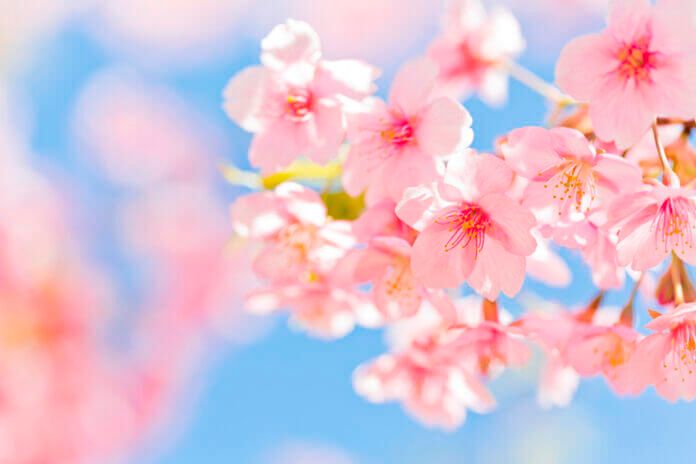 たまには一緒に過ごそうか。 40代夫婦におすすめの春の過ごし方3選