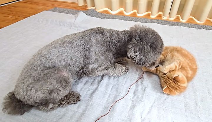 子猫と遊ぶ犬