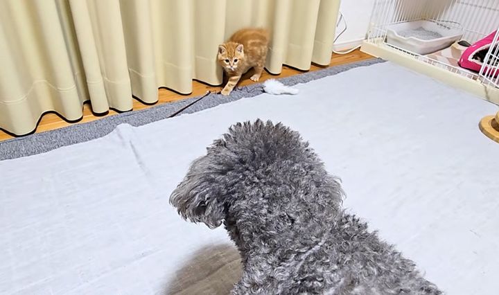 初対面の子猫と犬