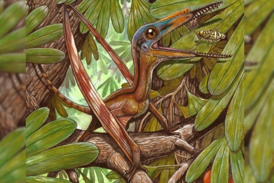 1億6000万年前にいた「新種の翼竜」の完全な化石を中国で発見