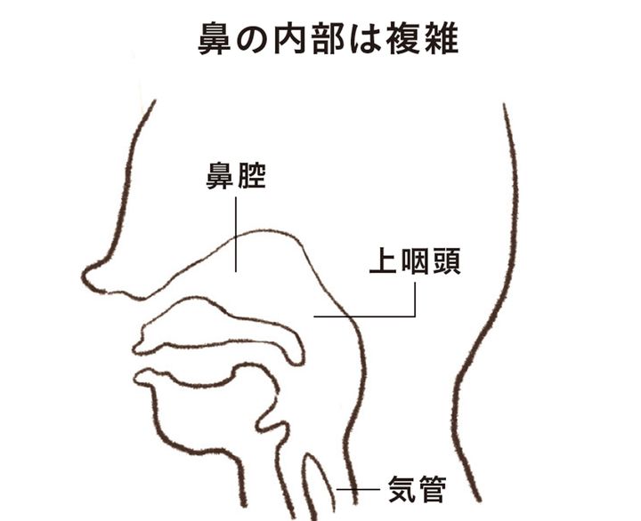 免疫機能を維持するために試したい鼻ケア