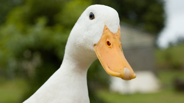 ドカ食いさせずに「フォアグラ」を作る方法を開発