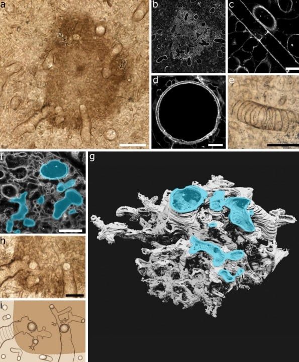 4億年前に植物でも動物でも菌類でもない未知の多細胞系統がいた可能性があると判明