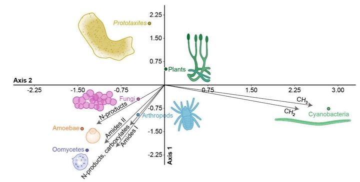 4億年前に植物でも動物でも菌類でもない未知の多細胞系統がいた可能性があると判明