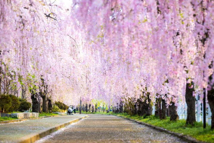 福島県の日中線しだれ桜並木