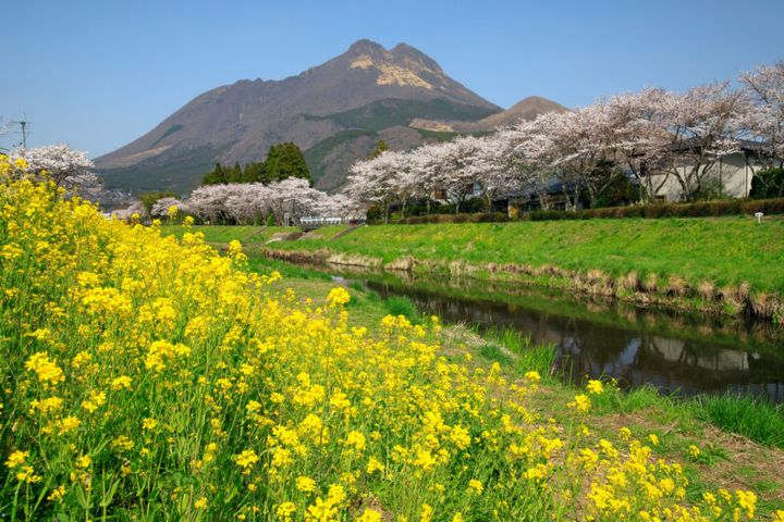 湯布院近くのフォトジェニックな桜並木