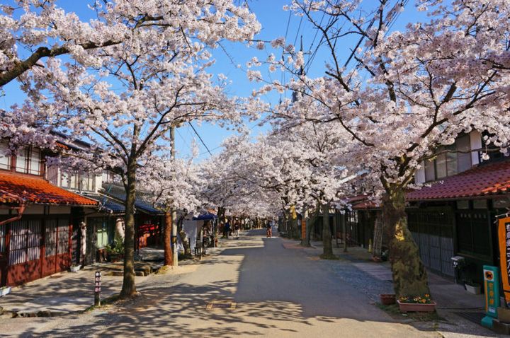岡山県の宿場町の桜並木の「がいせん桜」