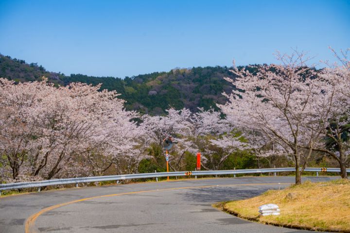 広島県にあるドライブに最適な野呂山の桜