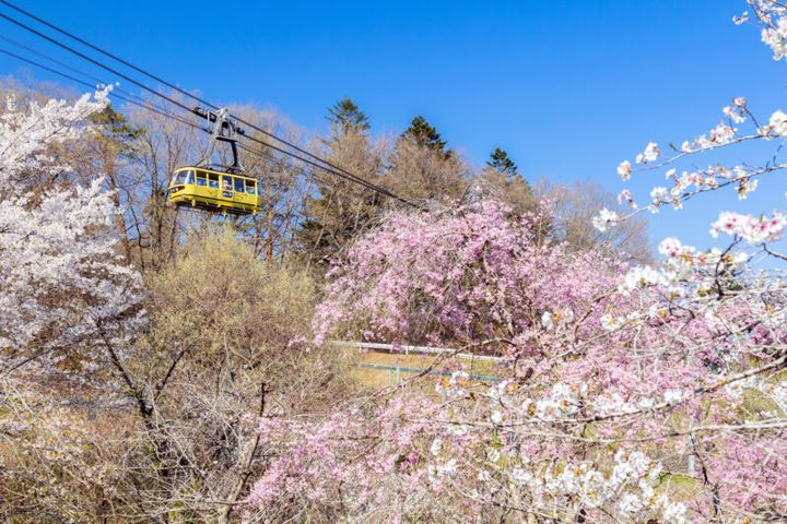 秩父・長瀞の宝登山の桜