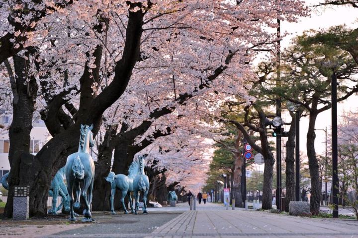 十和田市官庁街通りの桜