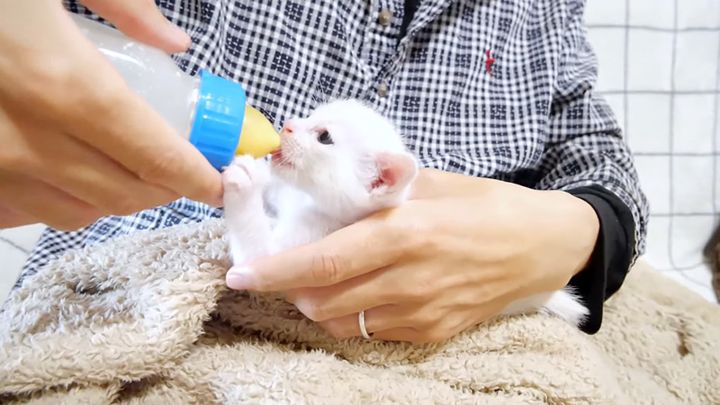 ミルクを飲む子猫