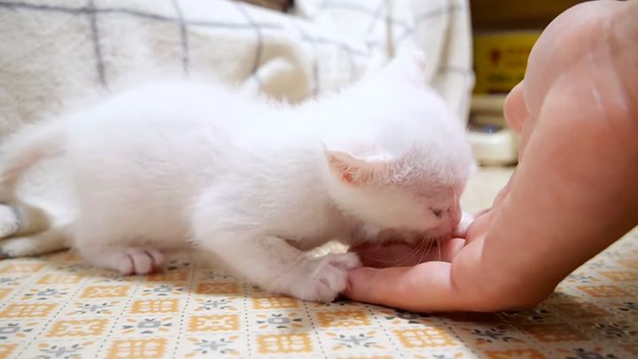 指を吸っておねだりする子猫