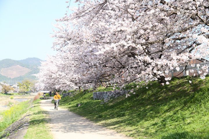 賀茂川沿いの桜