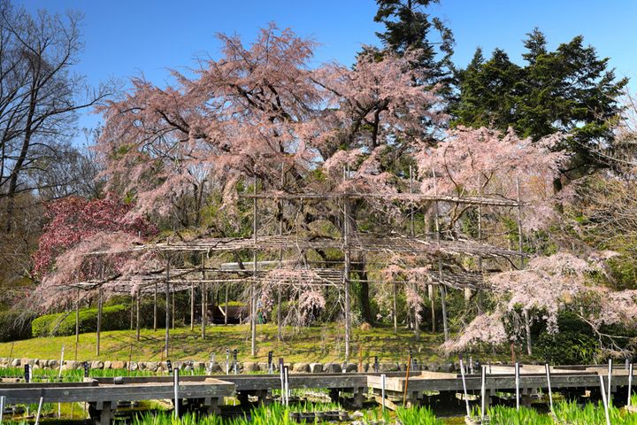 高さ14m、幅20mにも及ぶ「大枝垂桜」