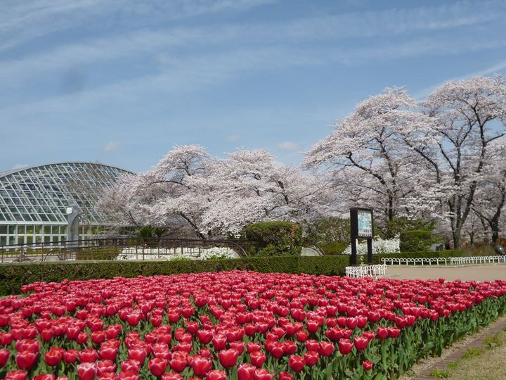 京都府立植物園内の桜とチューリップ