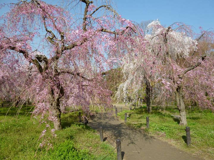 観覧温室北側に広がる「桜林」