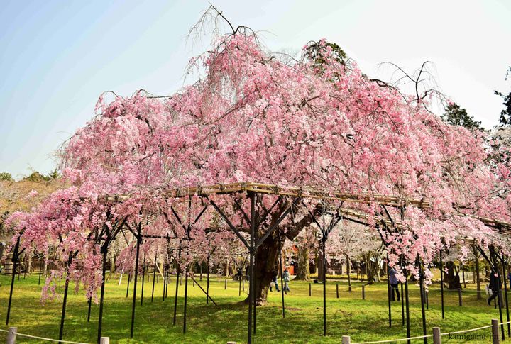 気品と華やかさを漂わせる一本桜「斎王桜」