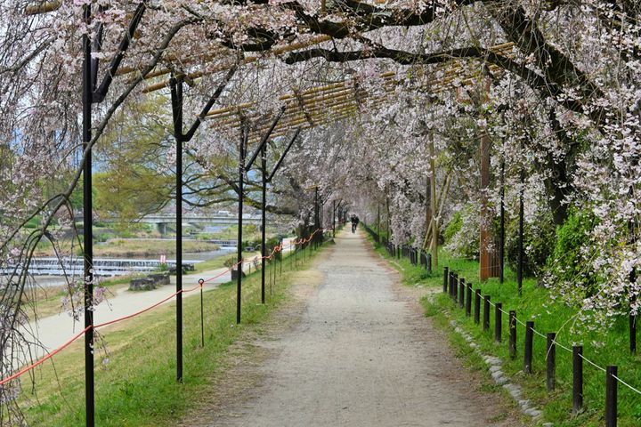 ヤエベニシダレザクラが咲く「半木の道」