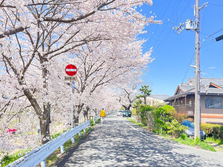 桜のアーチが続く「鴨西通」